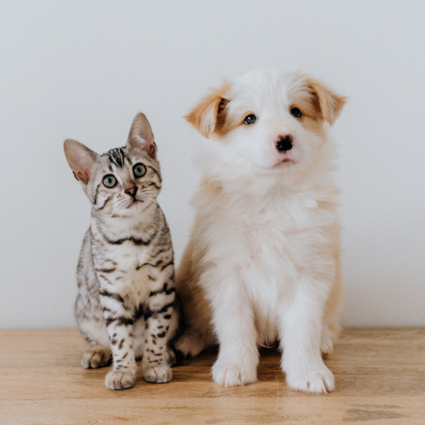 Animal Care